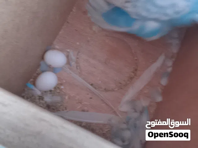 السلام عليكم متوفر تلاته كوبيات بقلينوا مكان عين زاره سعرساوم