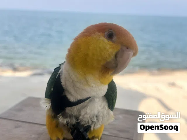 كاييك وايت بيلي ذكر