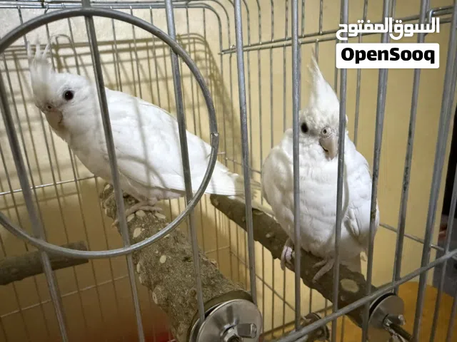 جوز كوكتيل ابيض