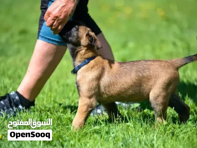 اكاديميه الكلب المثالي متخصصة في تدريب الكلاب
