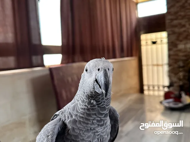 للبيع فرخ كاسكو اليف وكوكتيل اليف