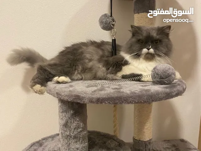 Persian Cat For Adoption FREE