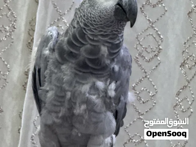 كاسكو بغبغاء