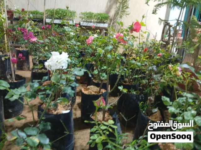 كل عروضنا الجميله متوفره حاليا توصي وتسليم  زيني حوشك باجمل عروض لاشجار الزينه  من داخل والخارج