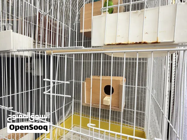 طيور حب متزاوجات