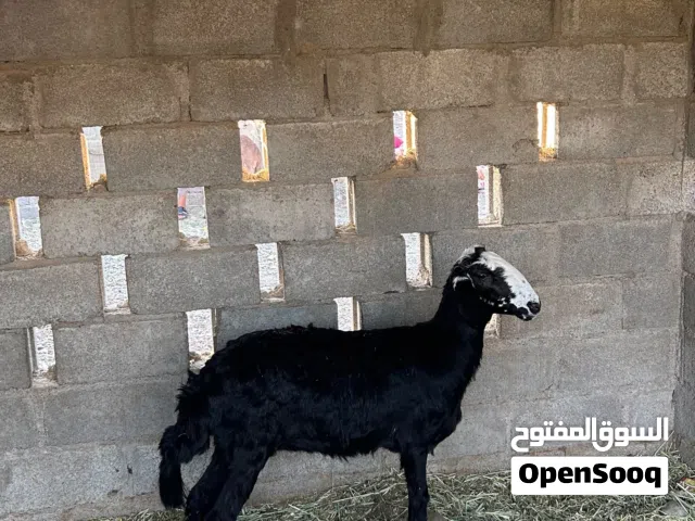 للبيع حمله نجديه اصل