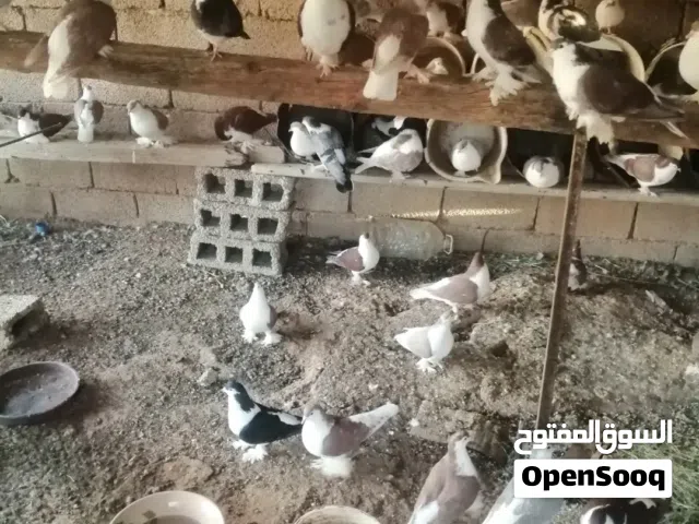 حمام بطريق
