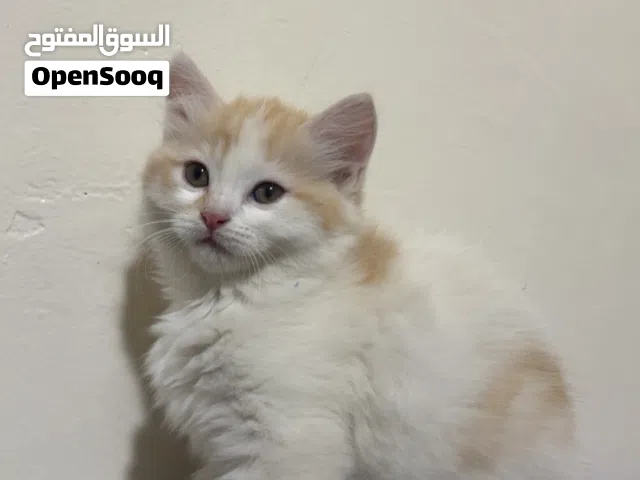 قطط للبيع