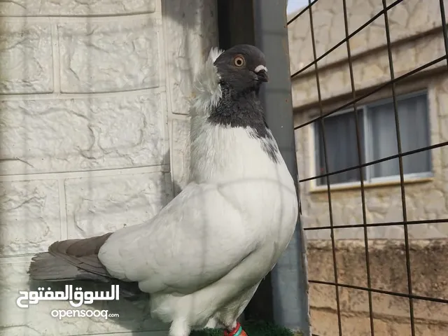 جوز اراباش المنيوم الماني حرررق الاسعاررر مستوى عالي نخب التواصل على الرقم الي بالوصف