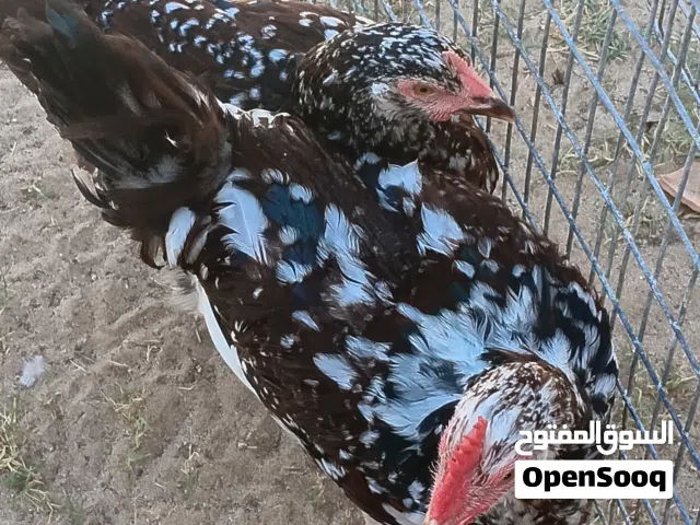 كوبيا ء سايكوس العمر \4أشهر