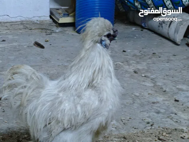 دجاجات كوجن شعري نضيفات للبيع