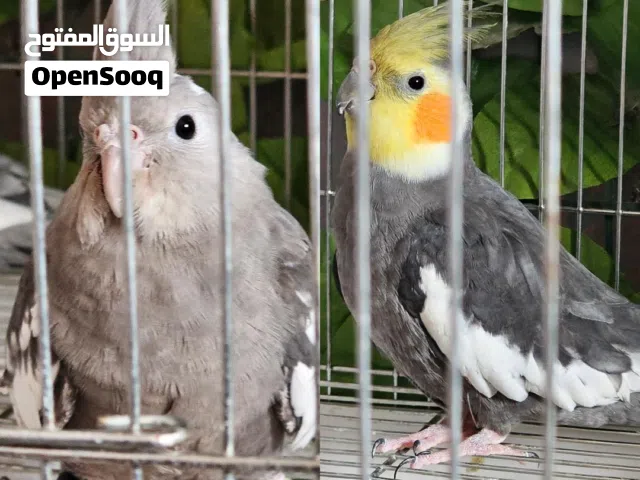 بيع أو بدل على فرخ مكاو او كاسكو السعر مع قفص كبير وصندوق كبير