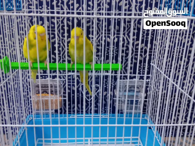 سلام عليكم للبيع طيور