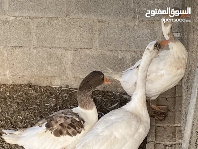 للبيع وز منتج