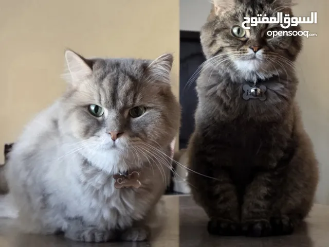 Beautiful Persian Cats for Sale