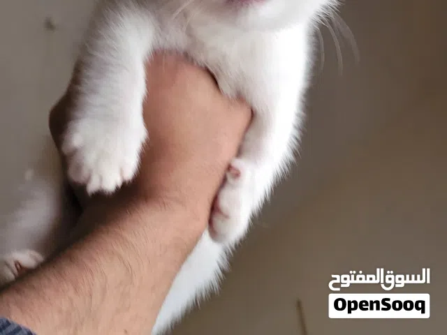 قطه هجين فان تركي
