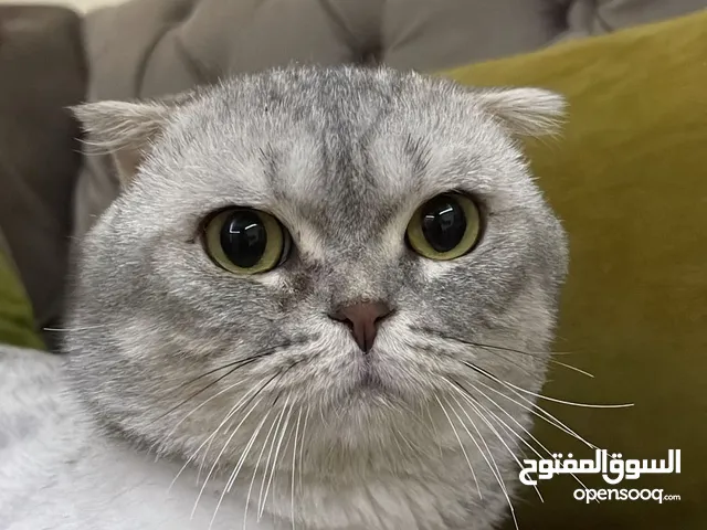 ذكر سكوتش فولد شانشيلا عمره سنه ونصف