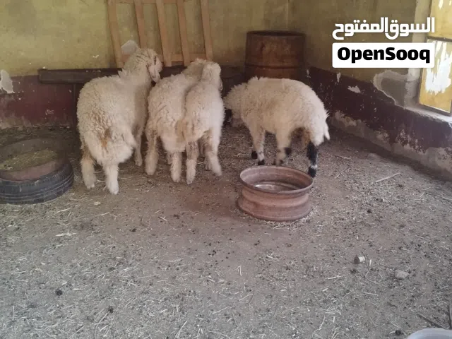 طليان عدد اربعه ثلاثه ذكورة ووحدة نثيه للبيع