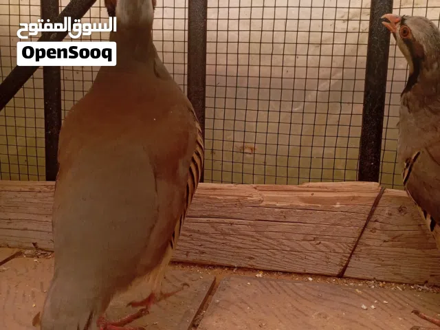 طيور حجل للبيع