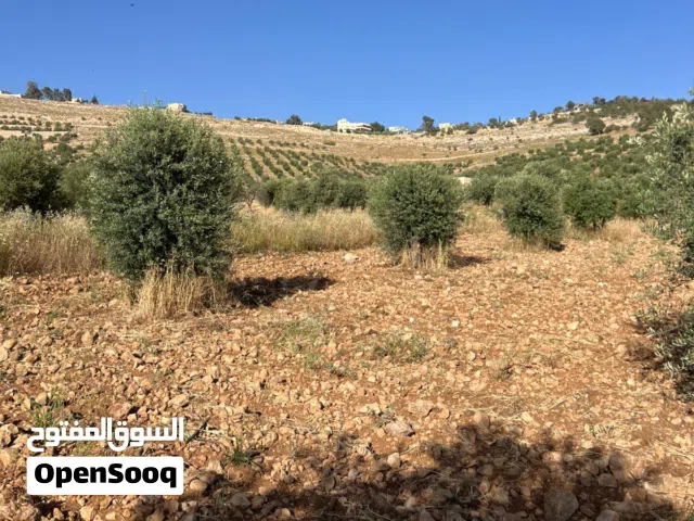 Farm Land for Sale in Mafraq Dahl