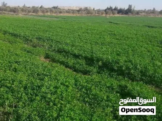 Mixed Use Land for Sale in Tripoli Suq Khamis