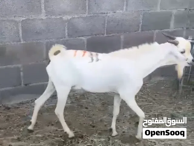 أغنام و تيوس و كباش صومالي