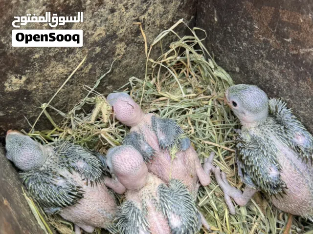 فروخ دره للبيع