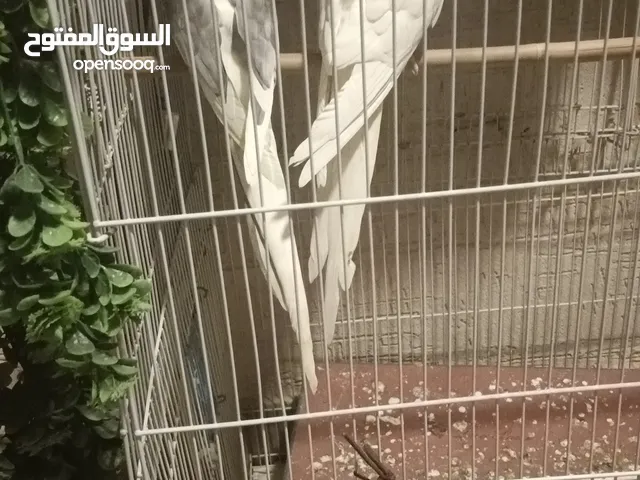 كروان للبيع في الرياض