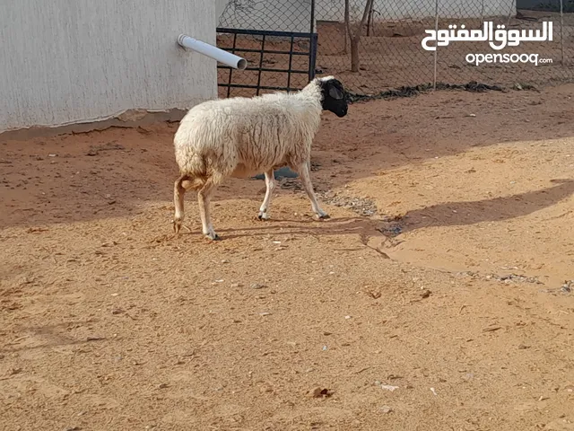 نعجه وطنيه الله يبارك عشره بادن الله سليمه من العيوب والامراض سنها جمع صغير