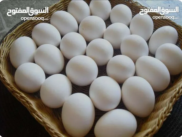 للبيع بيض عماني