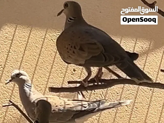 مطلوب ذكر قمري اقراء الوصف
