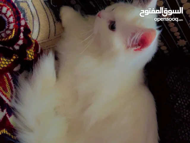 قط شيرازي اصل ابيض