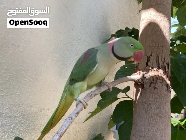 بغبغاء نيبالي كبير يتكلم اليف