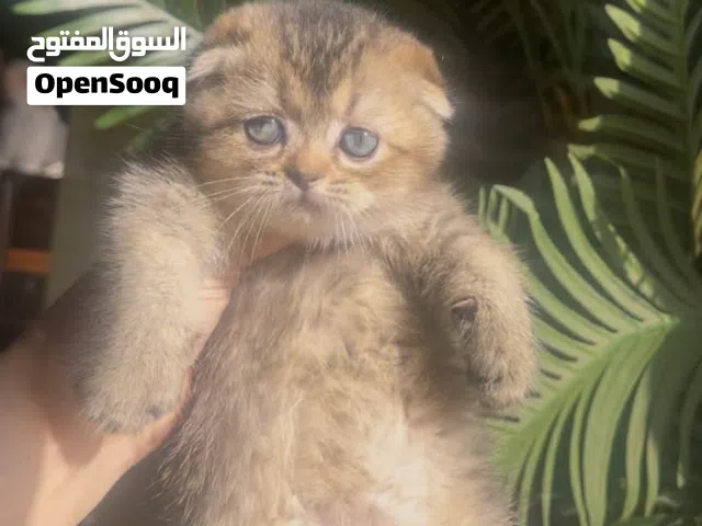 Scottish fold female registered &imported father from Russia