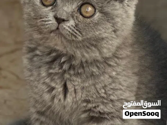 مطلوب قط للتبني