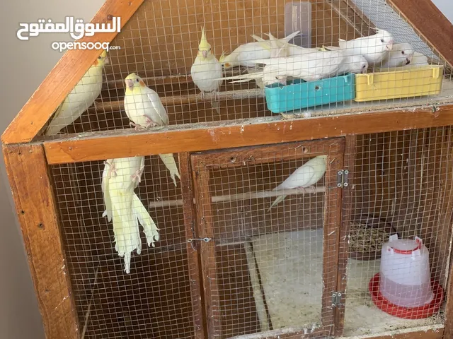 كوكتيل للبيع