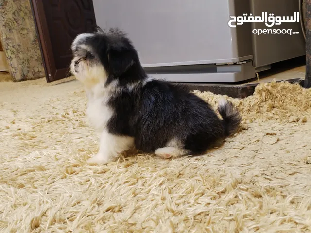 ( جراء مني شيتزو _ Xxs الحجم القصير بيور ) أهالي مستورده