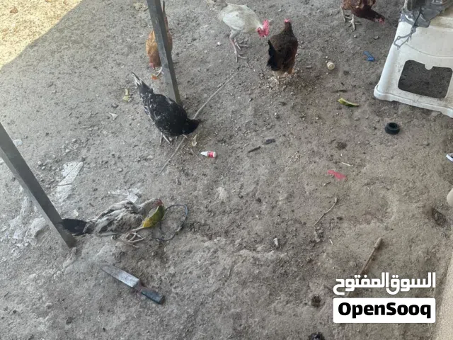 دجاج للبيع