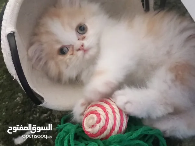 قط شيرازي عمر شهرين