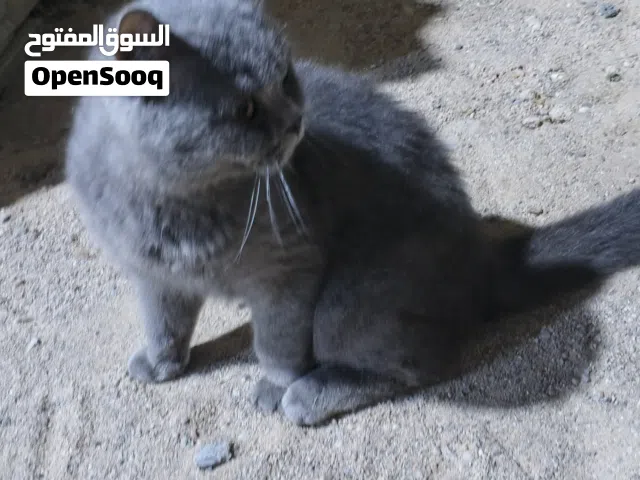 بزونه للبيع