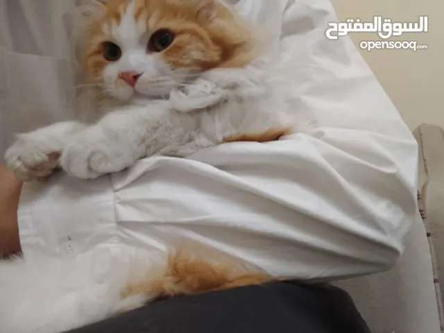 قط شيرازي للتبني