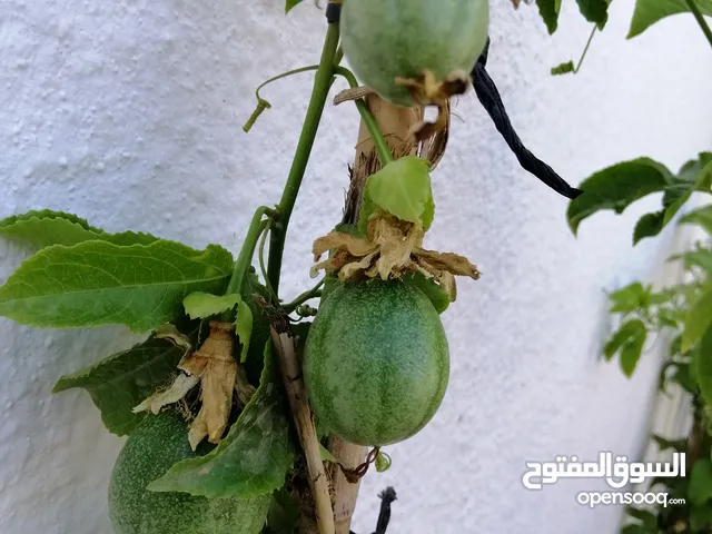 يتوفر لدينا المس فلورا الضفه السعر 6 دنانير فقط اشتال مثمره