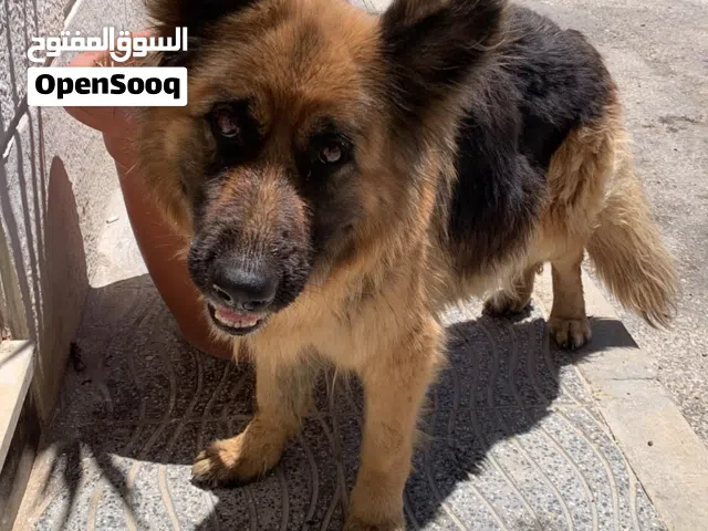 كلب جيرمن شيبرد انثى العمر 4 شهور الحالة الصحية ممتازة ماخد مطعومين ذكي و مطيع و قوي لونه اسود وبني
