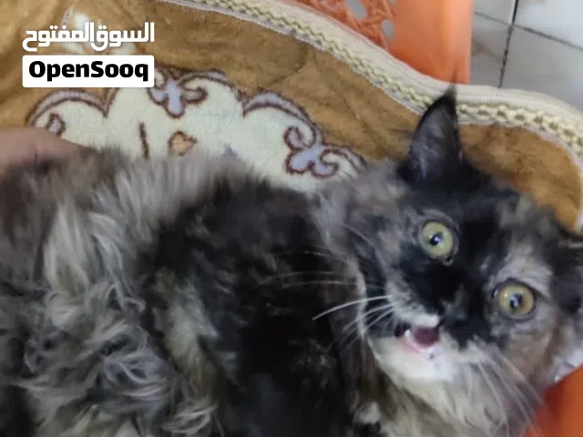 بزون شيرازي نثية مستعجل بيعه