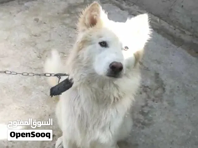 انثى هاسكي ابيض للبيع بسعر حلو