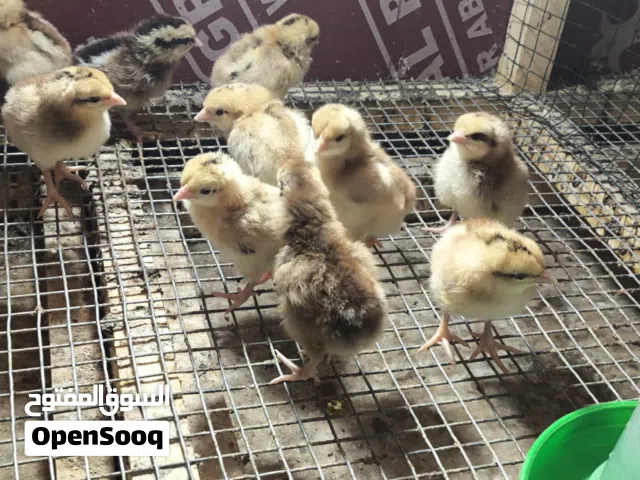 افراخ كويتي خط اول من ارقى الدماء النقيه