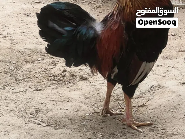 ديج عدد 2 عربي  للبيع