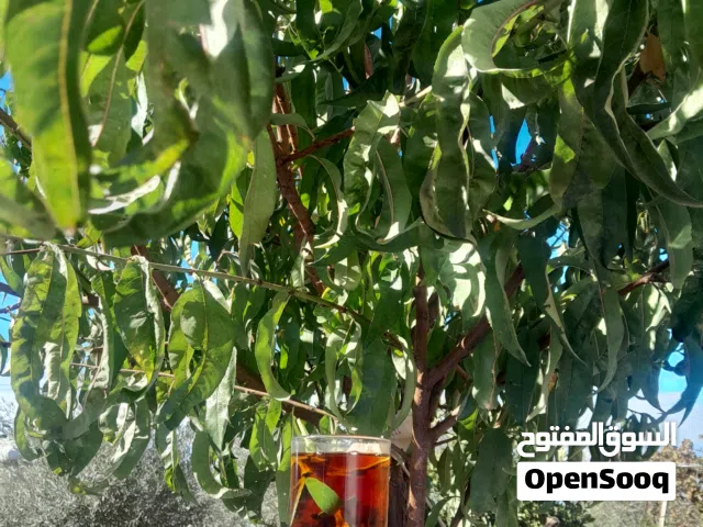جاج بلدي بياض الحبه على 7