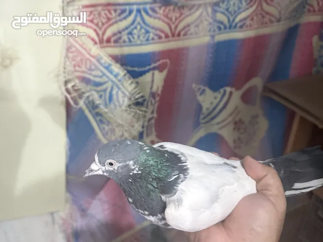Teddy pigeon