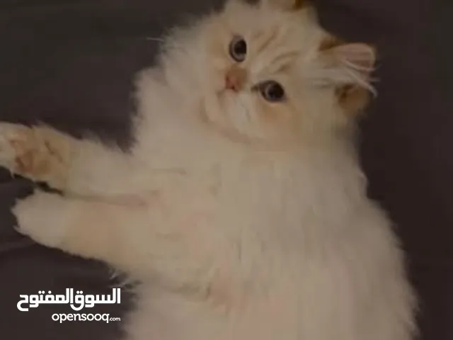 نثية شيرازي للبيع